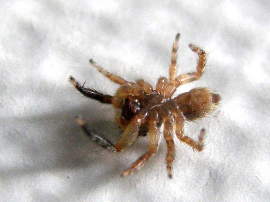 Salticidae (Euophrys o Pseudeuophrys)