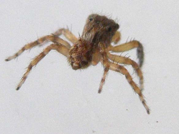 Salticidae (Euophrys o Pseudeuophrys)