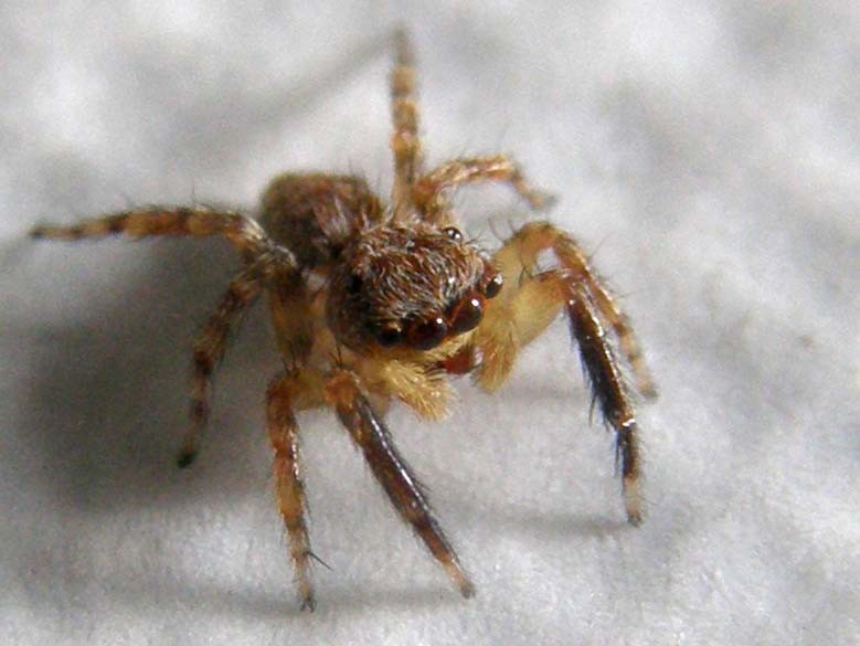 Salticidae (Euophrys o Pseudeuophrys)