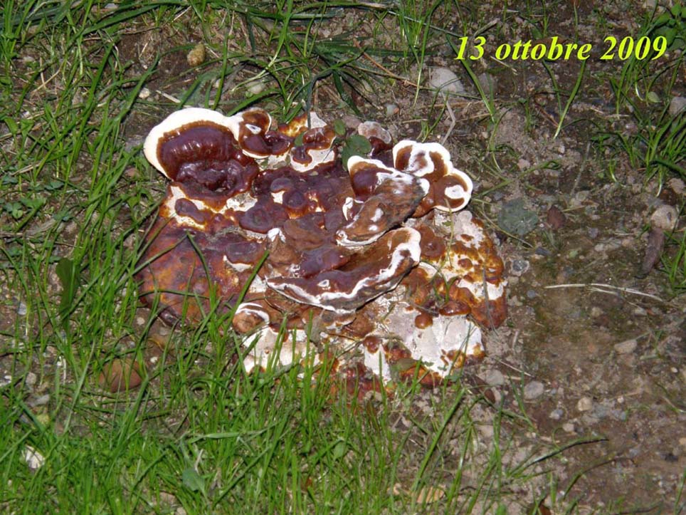 Fungo o alieno? (Ganoderma resinaceum)