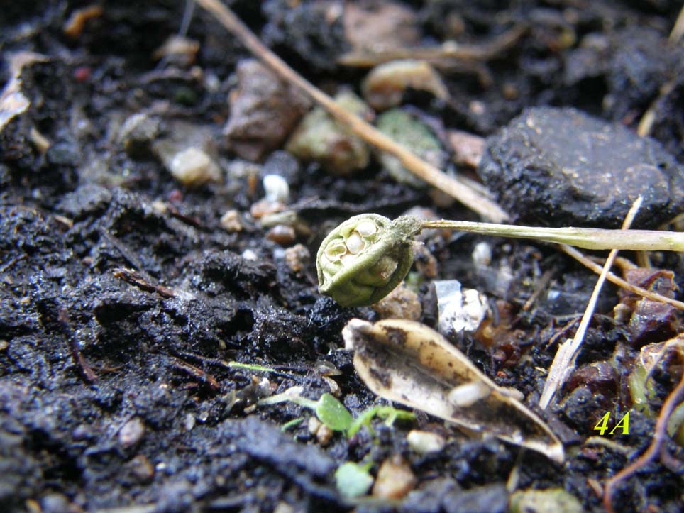 Fiori  cleistogami di Viola sp. (Violaceae)