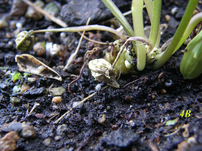 Fiori  cleistogami di Viola sp. (Violaceae)