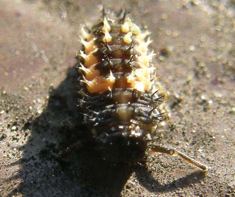 Larva di ....? Harmonia axyridis