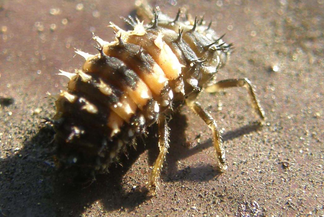 Larva di ....? Harmonia axyridis