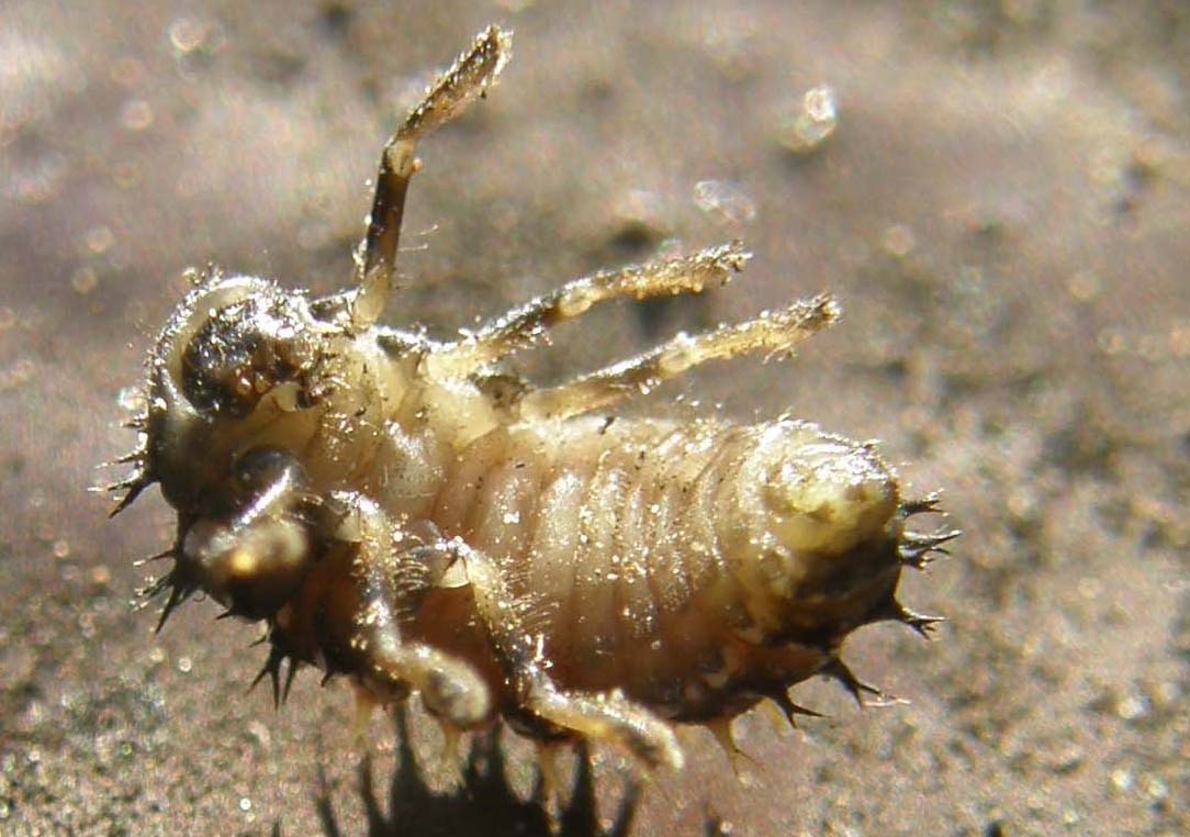 Larva di ....? Harmonia axyridis