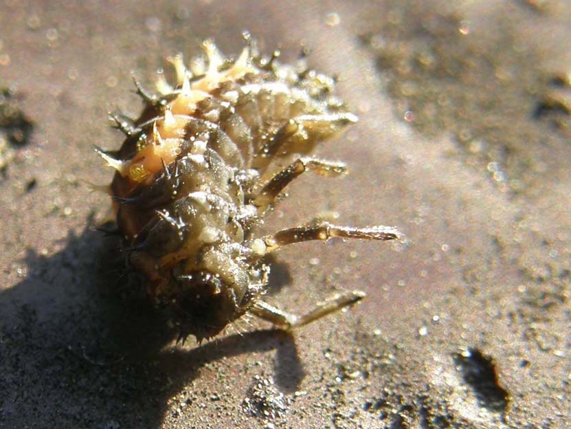 Larva di ....? Harmonia axyridis