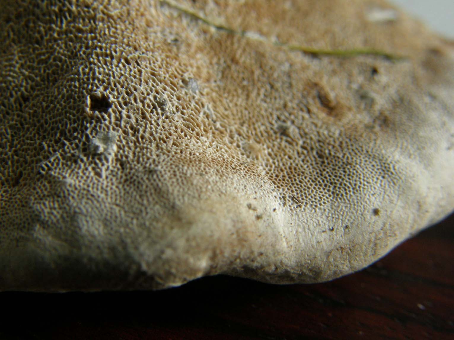 Fungo o alieno? (Ganoderma resinaceum)