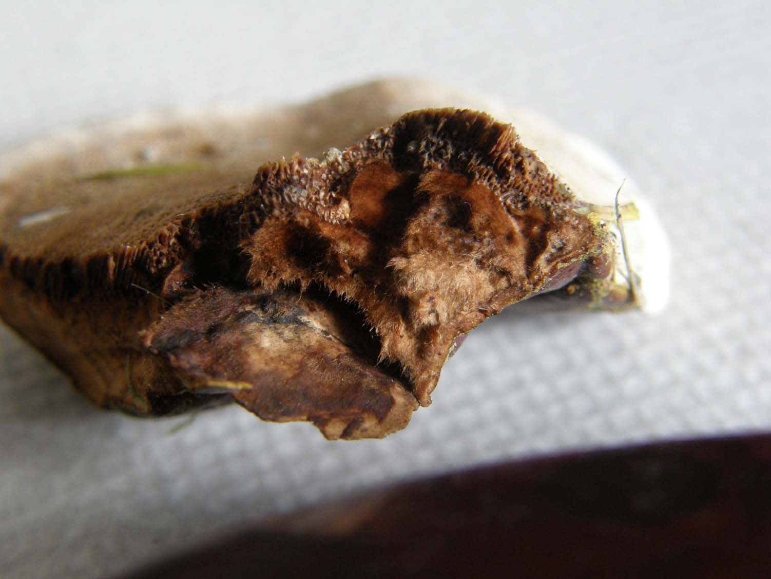 Fungo o alieno? (Ganoderma resinaceum)