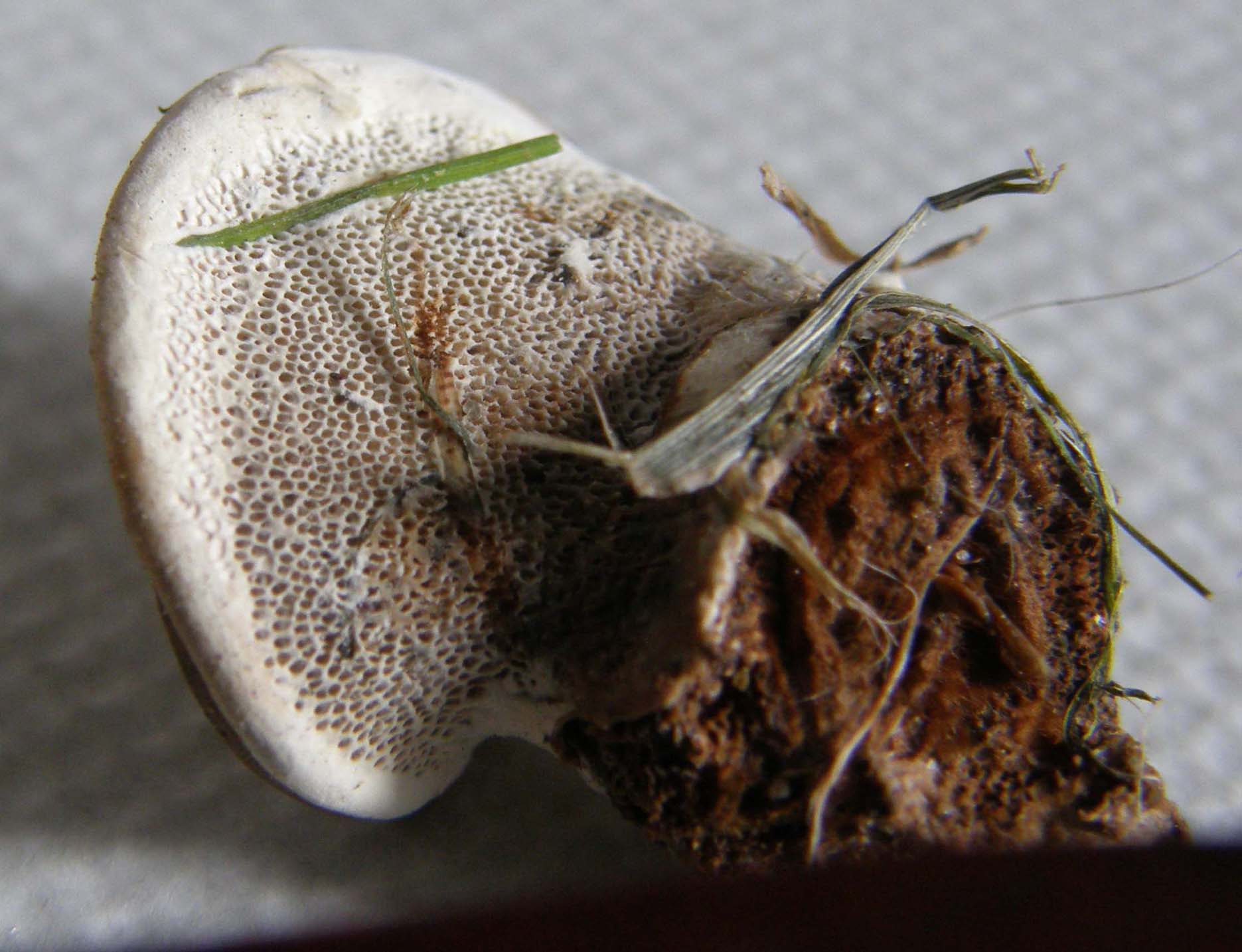 Fungo o alieno? (Ganoderma resinaceum)