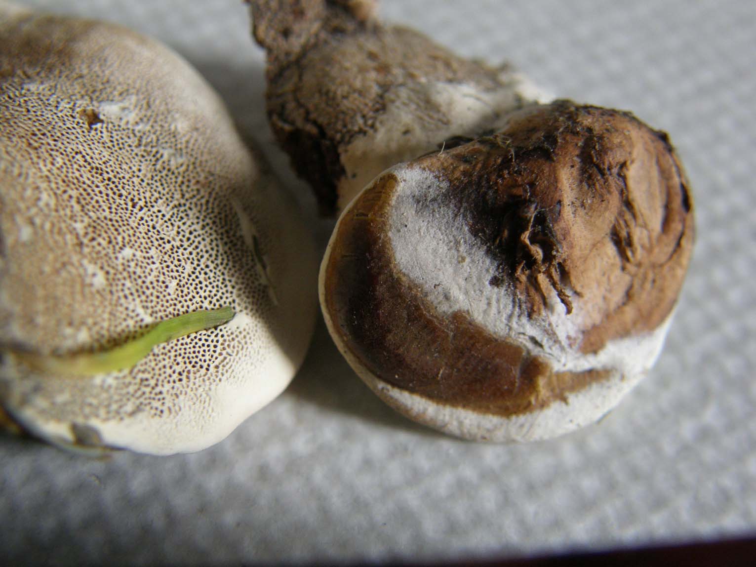 Fungo o alieno? (Ganoderma resinaceum)
