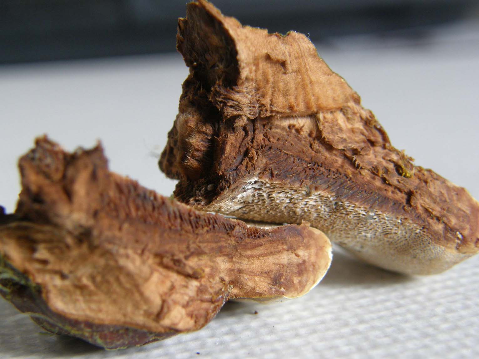 Fungo o alieno? (Ganoderma resinaceum)