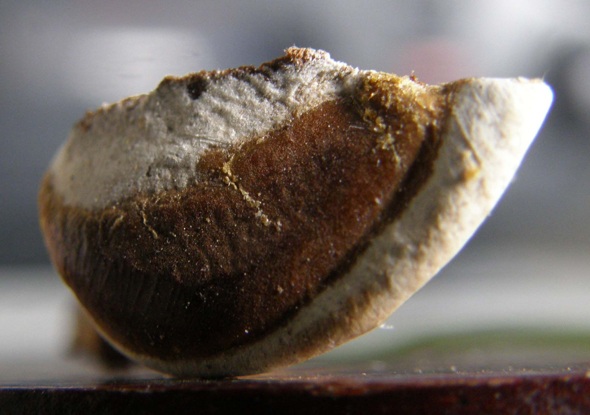 Fungo o alieno? (Ganoderma resinaceum)