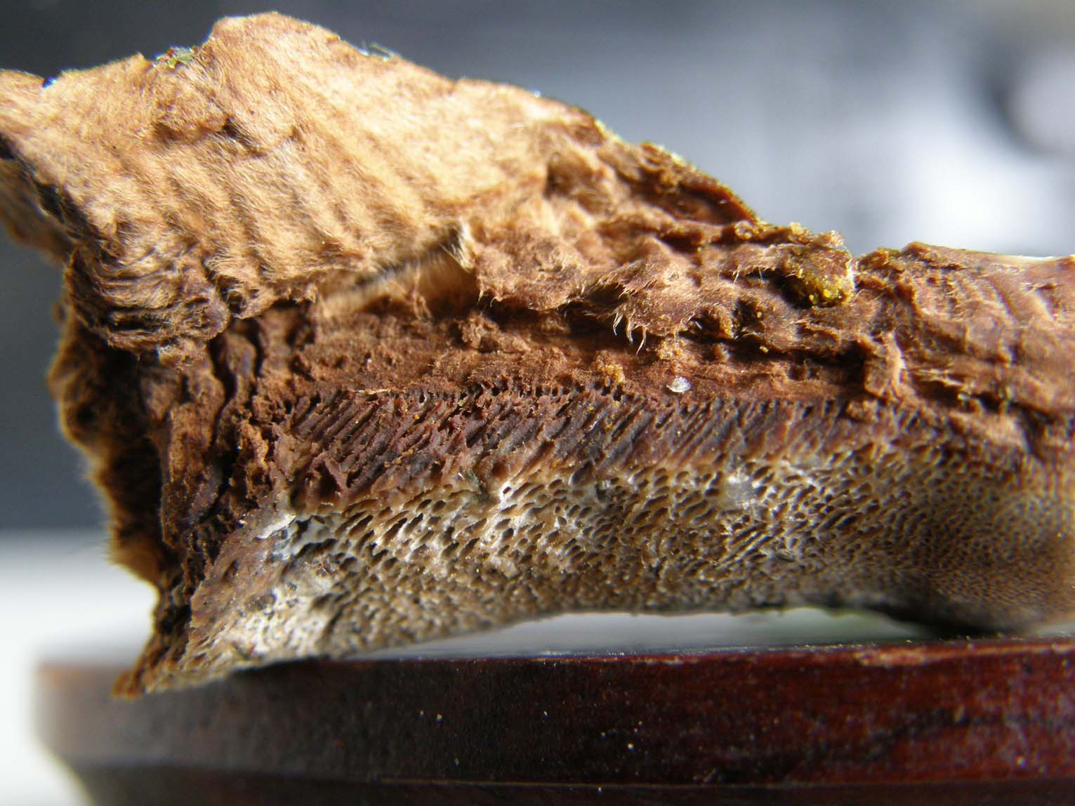 Fungo o alieno? (Ganoderma resinaceum)