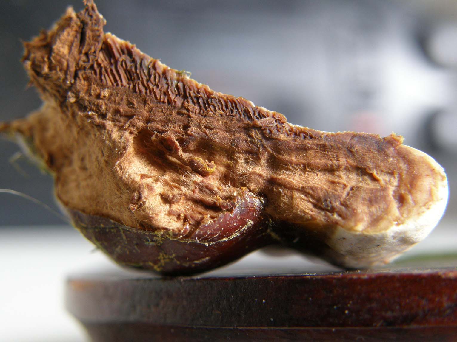 Fungo o alieno? (Ganoderma resinaceum)