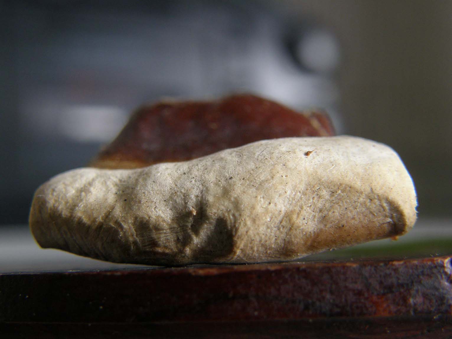 Fungo o alieno? (Ganoderma resinaceum)