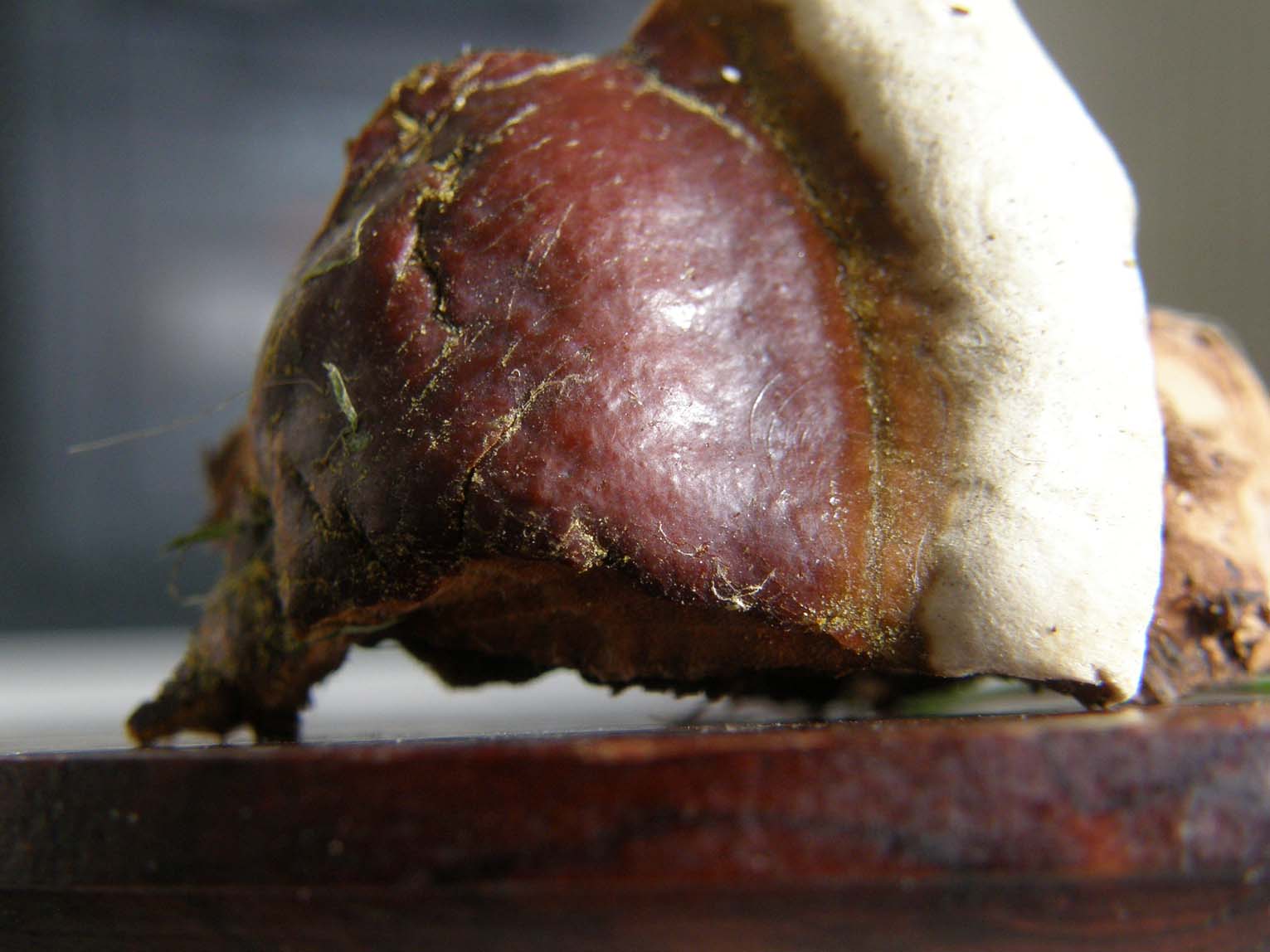 Fungo o alieno? (Ganoderma resinaceum)