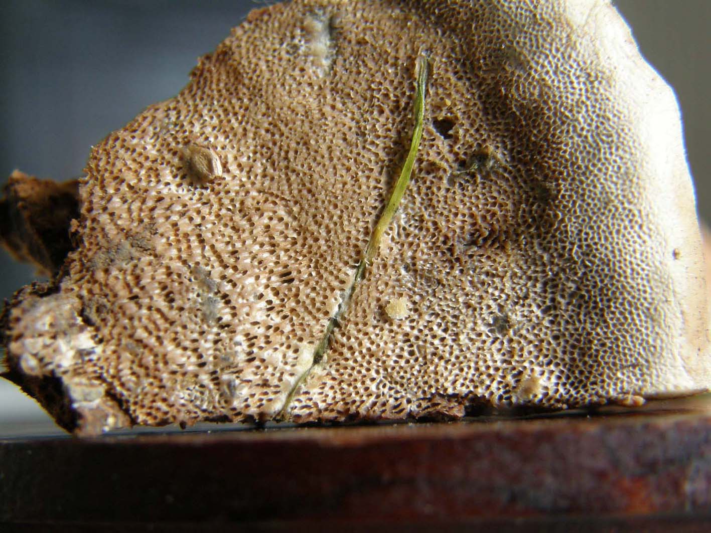 Fungo o alieno? (Ganoderma resinaceum)
