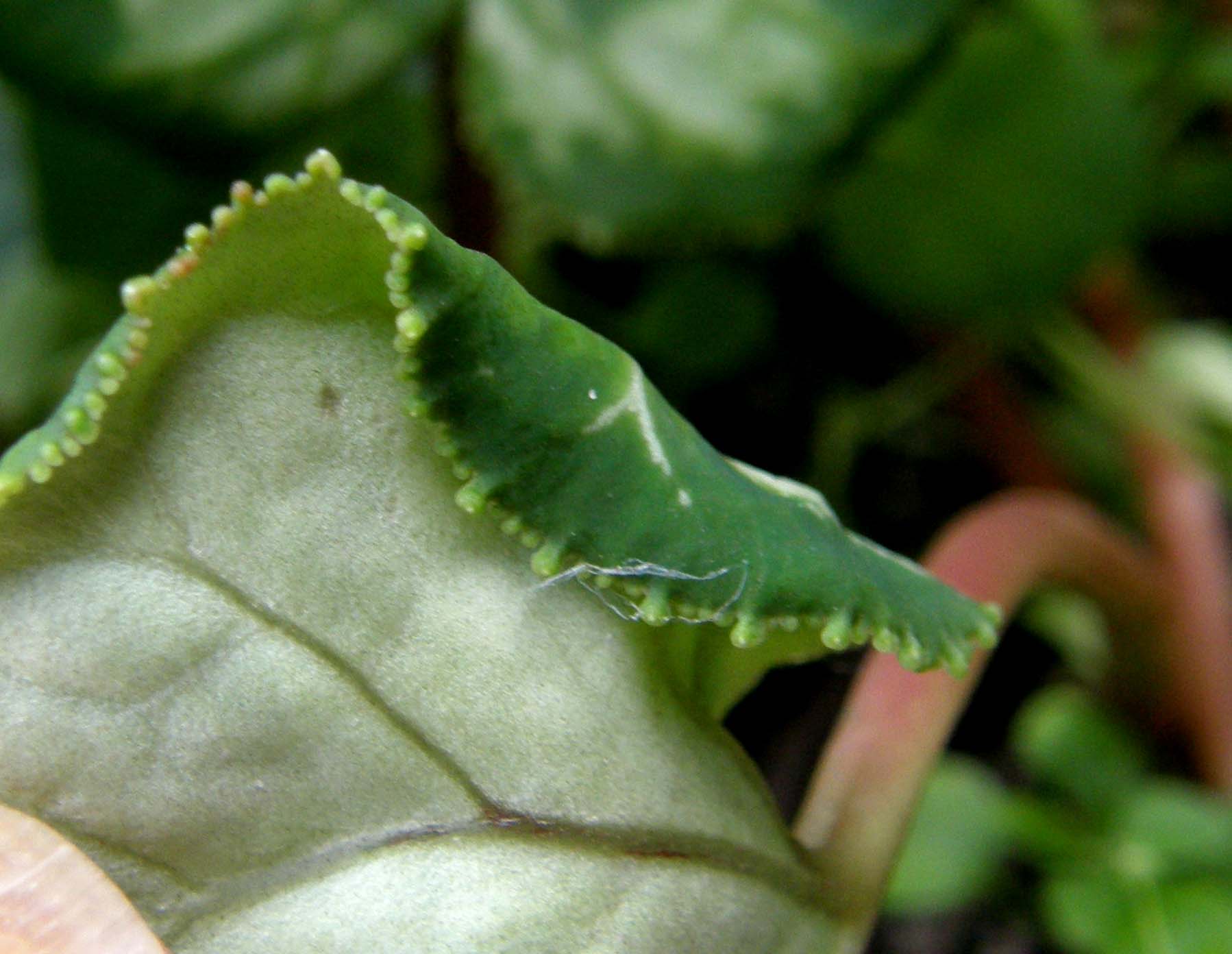 Cheiracanthium sp.