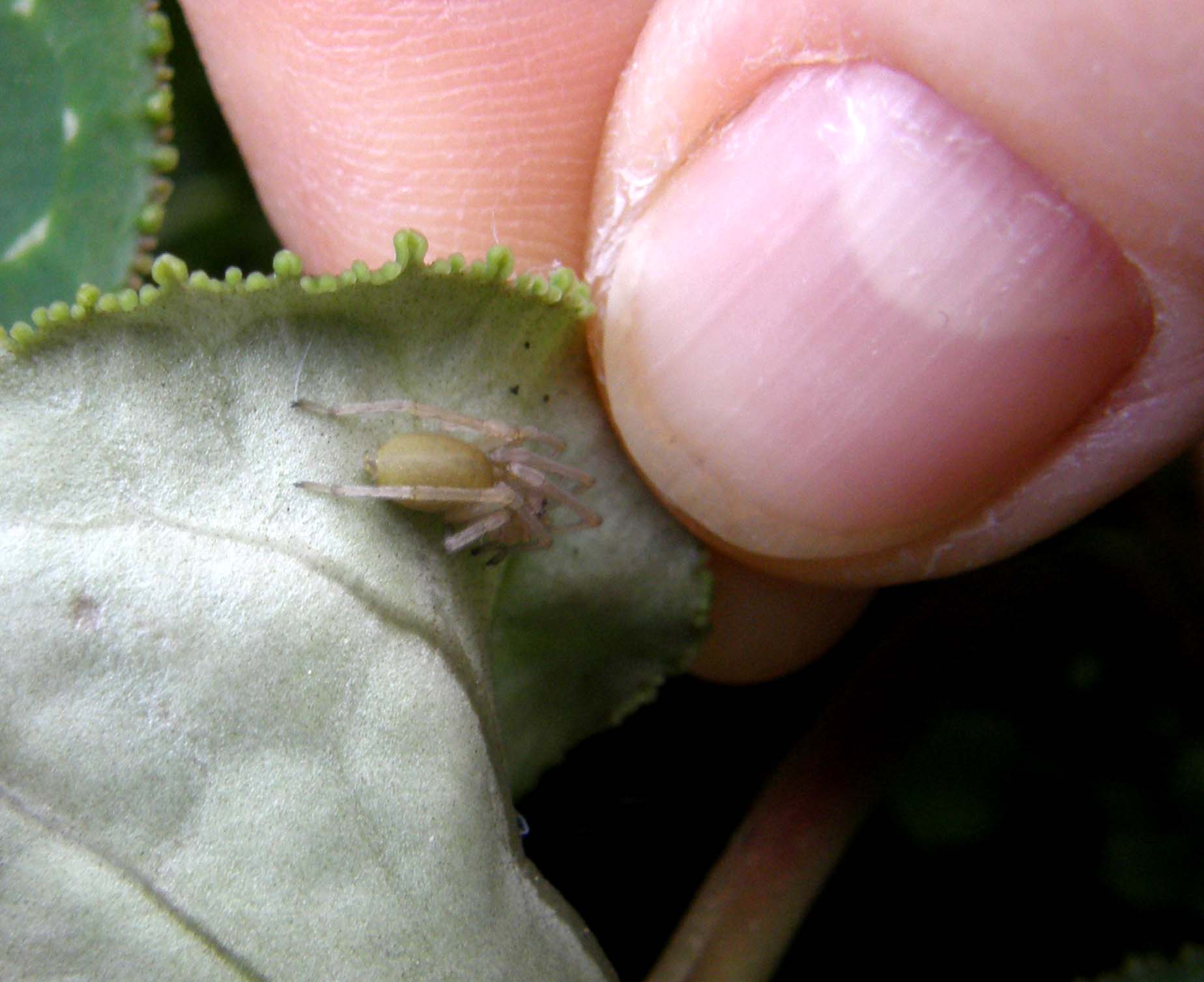 Cheiracanthium sp.