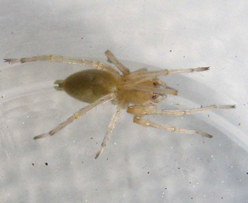 Cheiracanthium sp.