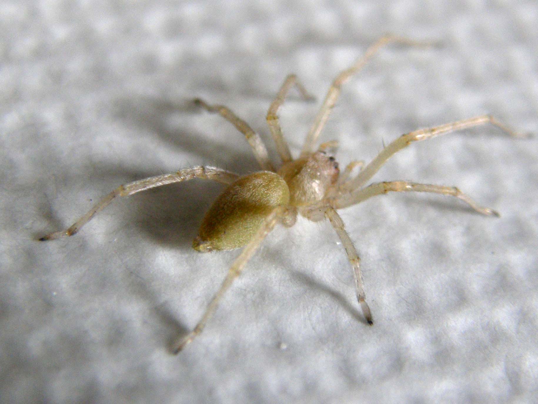 Cheiracanthium sp.
