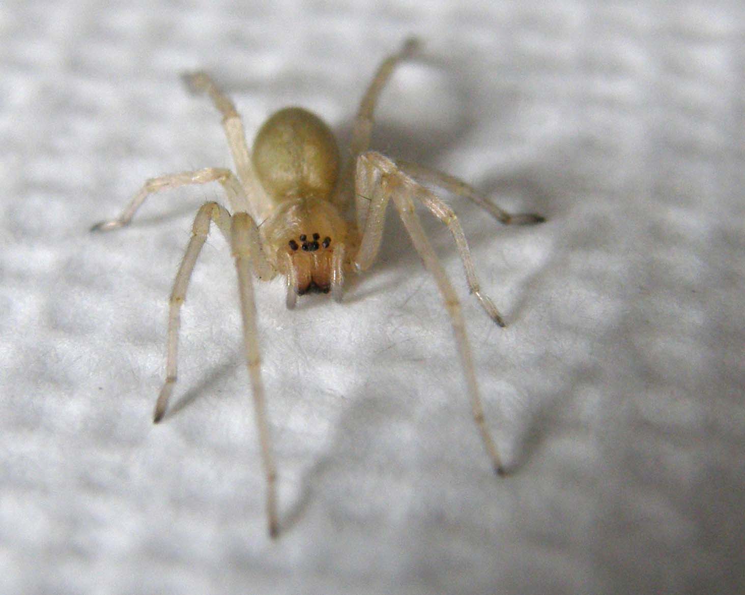 Cheiracanthium sp.