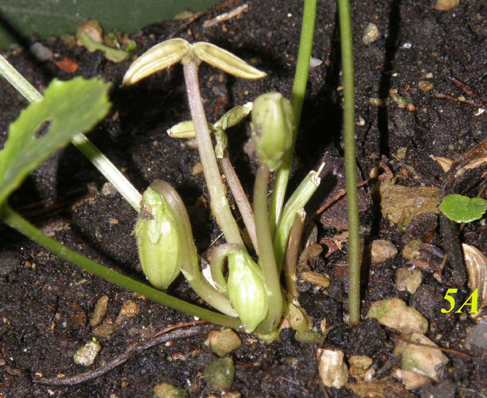 Fiori  cleistogami di Viola sp. (Violaceae)