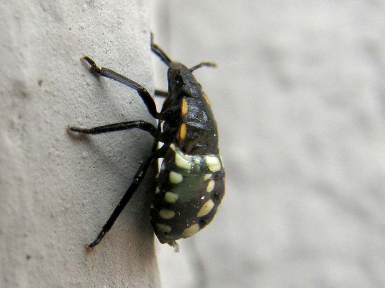 Ninfa di Nezara viridula