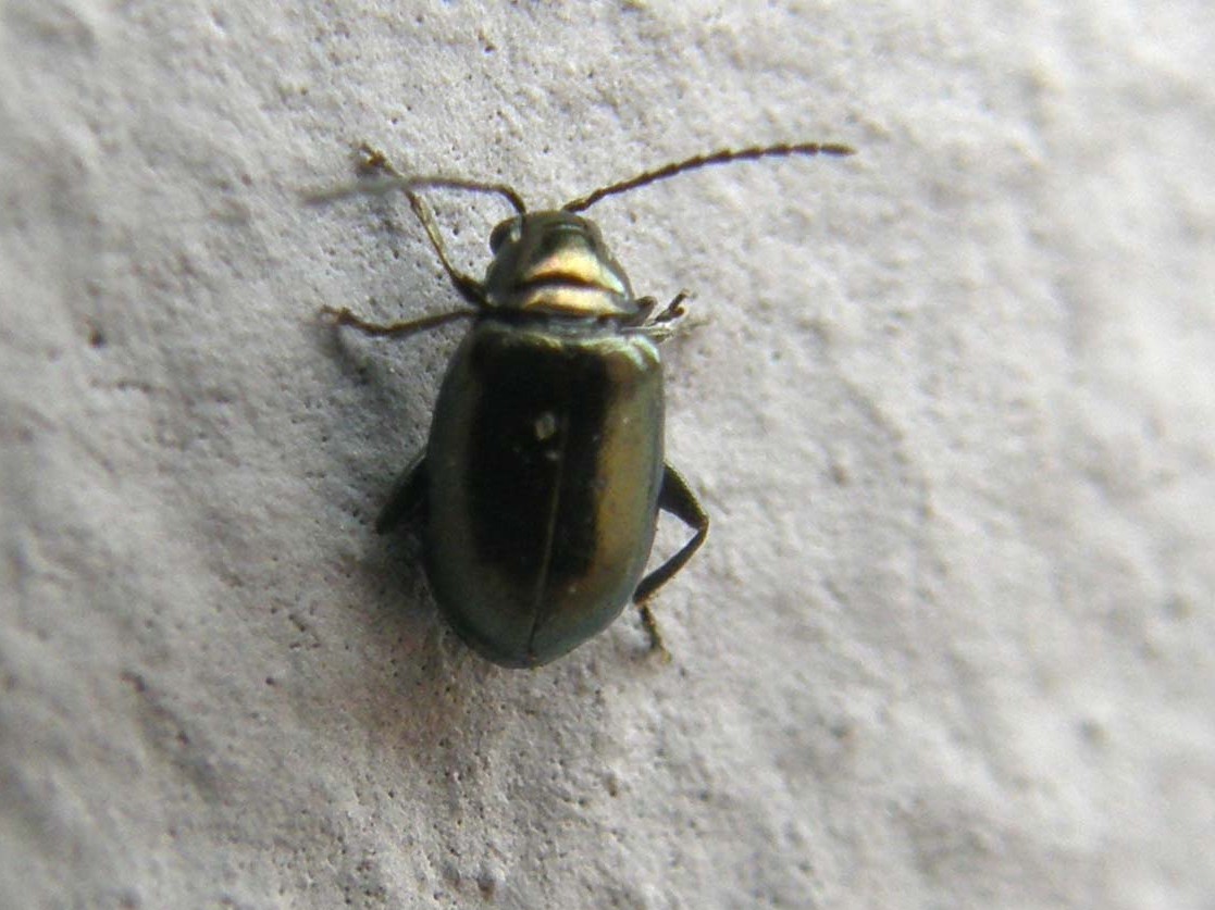 Altica oleracea