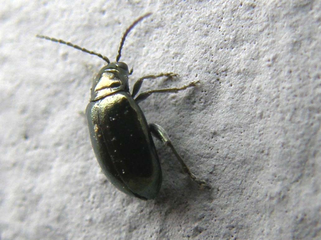 Altica oleracea