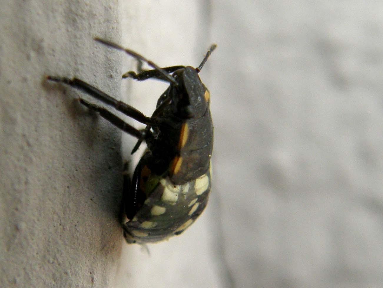 Ninfa di Nezara viridula