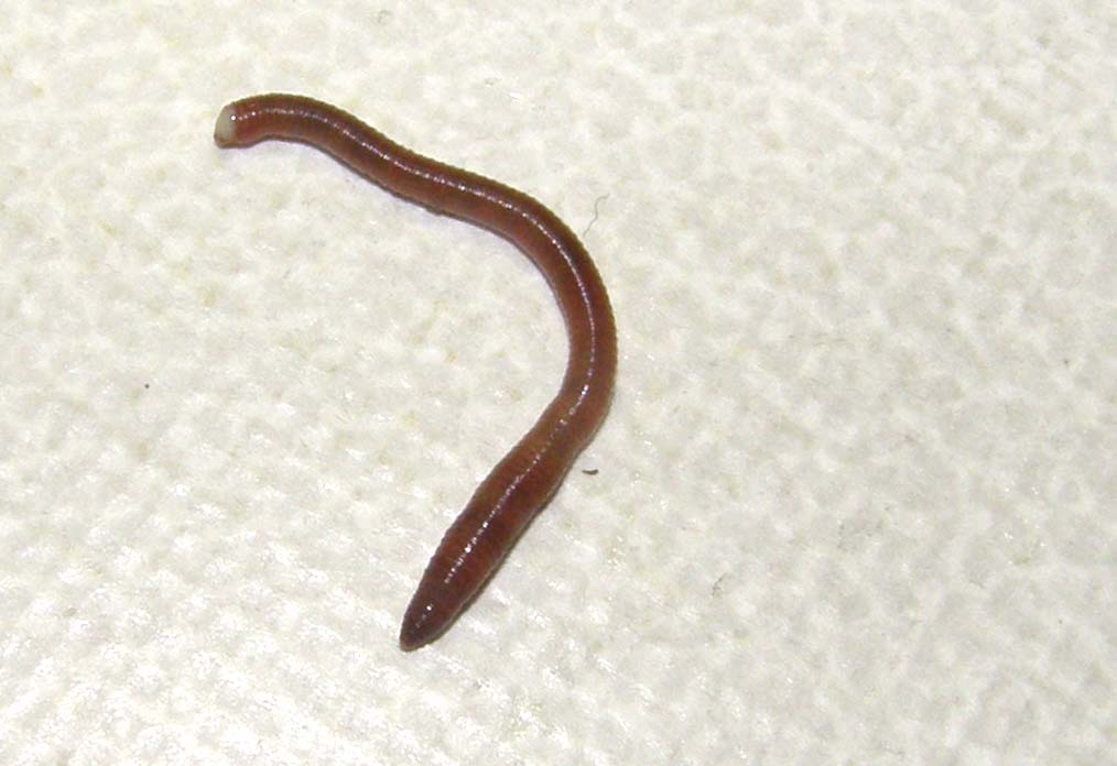 Lombrico