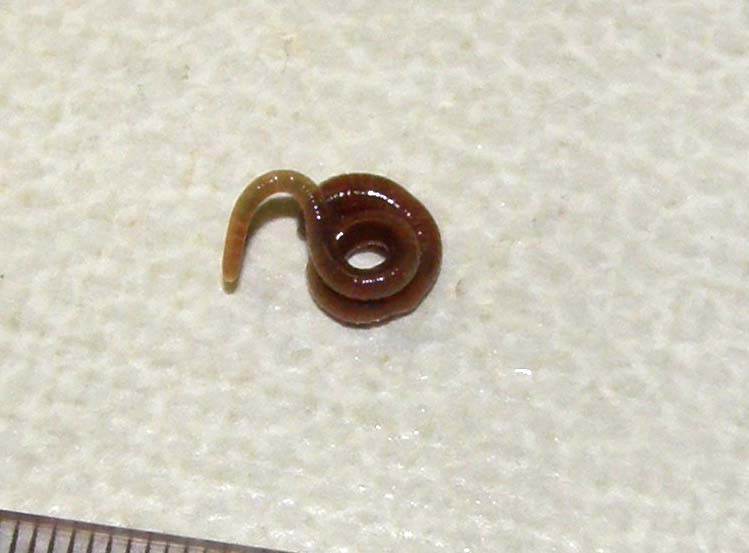 Lombrico