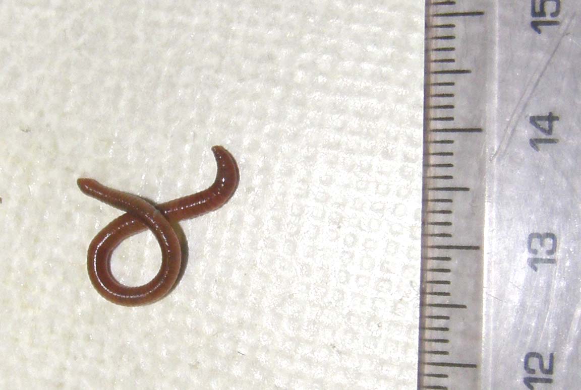 Lombrico