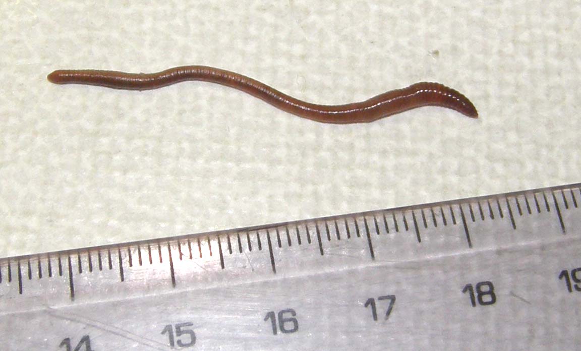 Lombrico