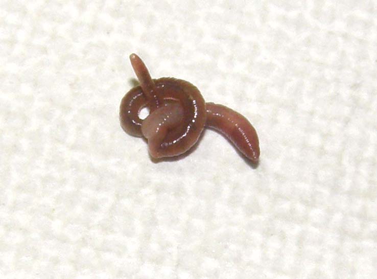 Lombrico