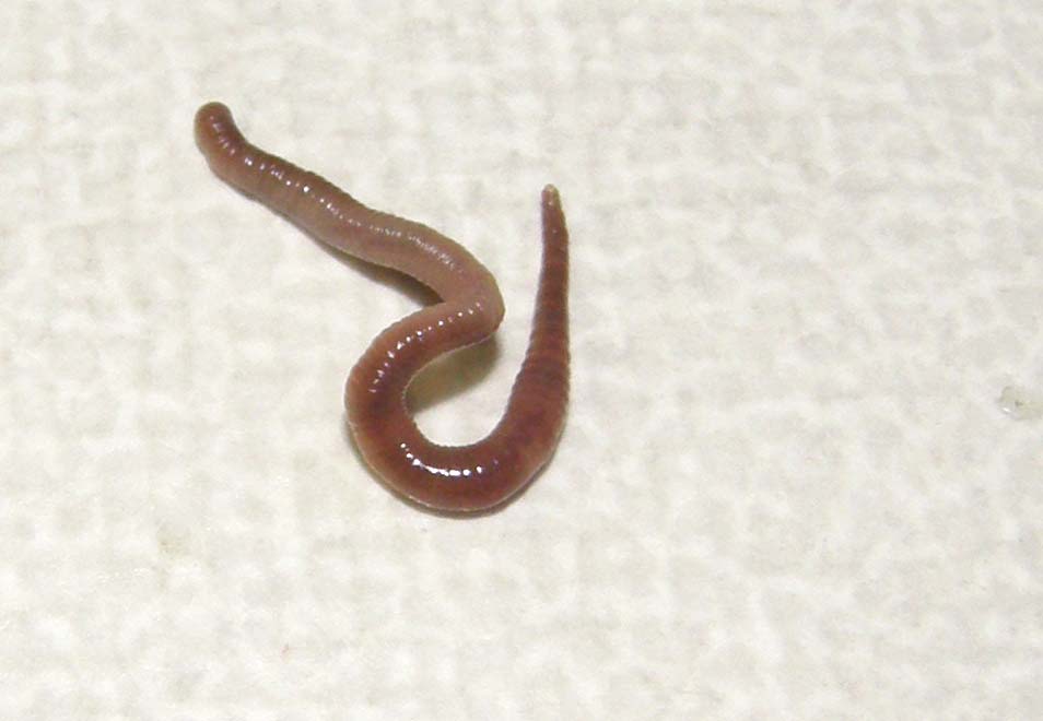 Lombrico