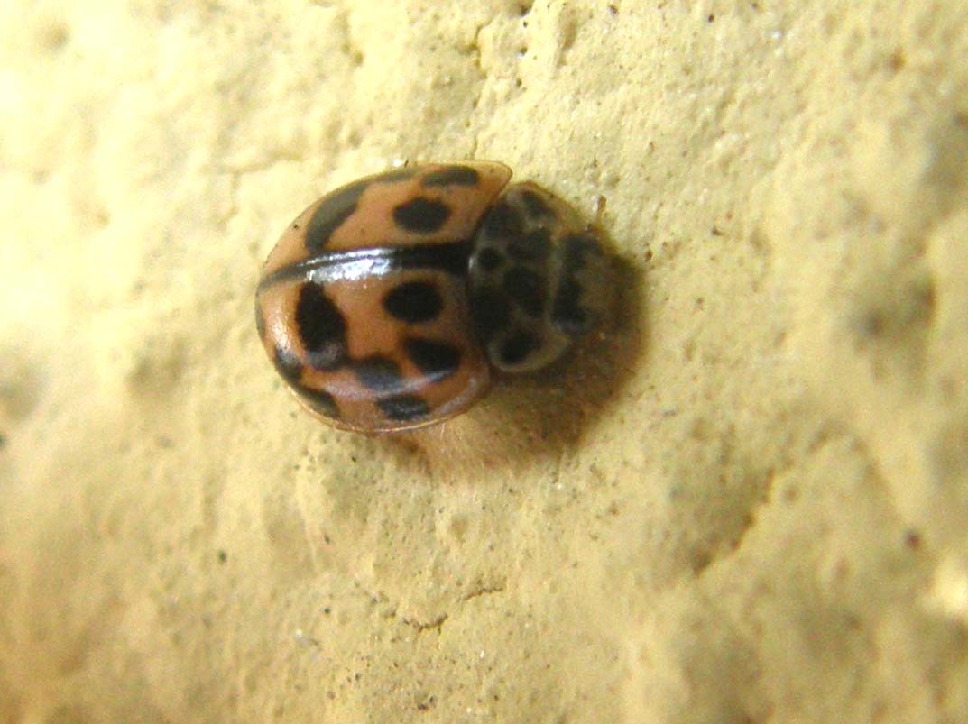Coccinella da identificare: Oenopia conglobata