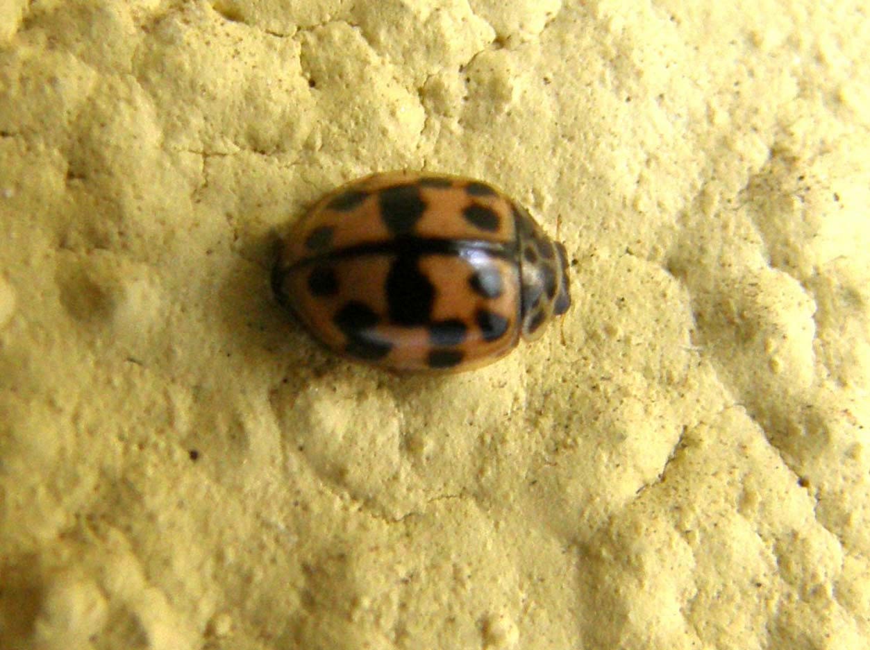 Coccinella da identificare: Oenopia conglobata