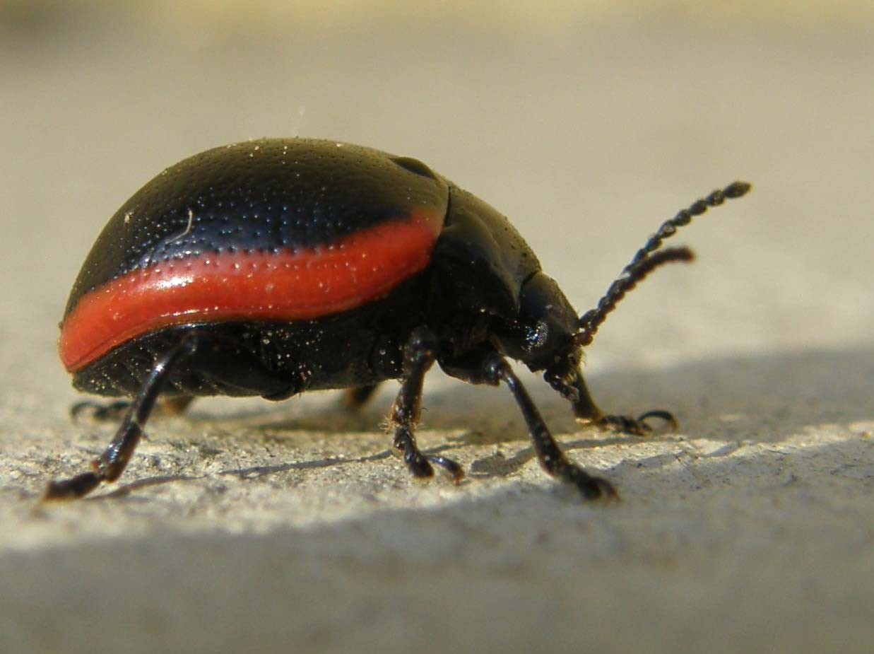 Chrysomelidae da identificare: Chrysolina rossia