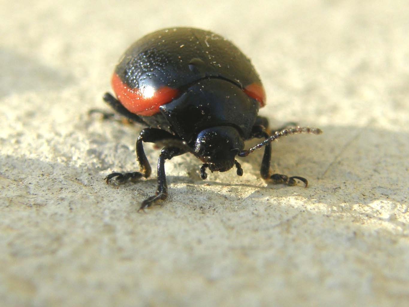 Chrysomelidae da identificare: Chrysolina rossia