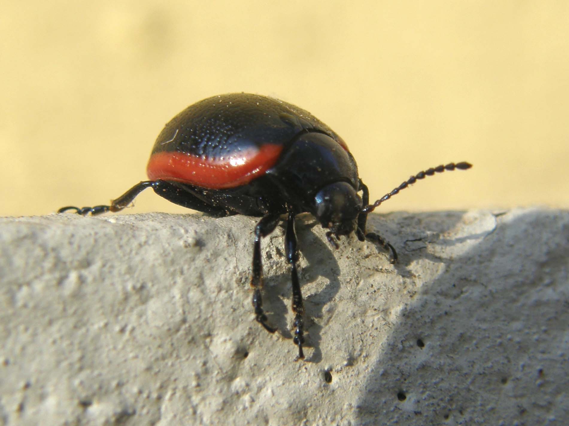 Chrysomelidae da identificare: Chrysolina rossia