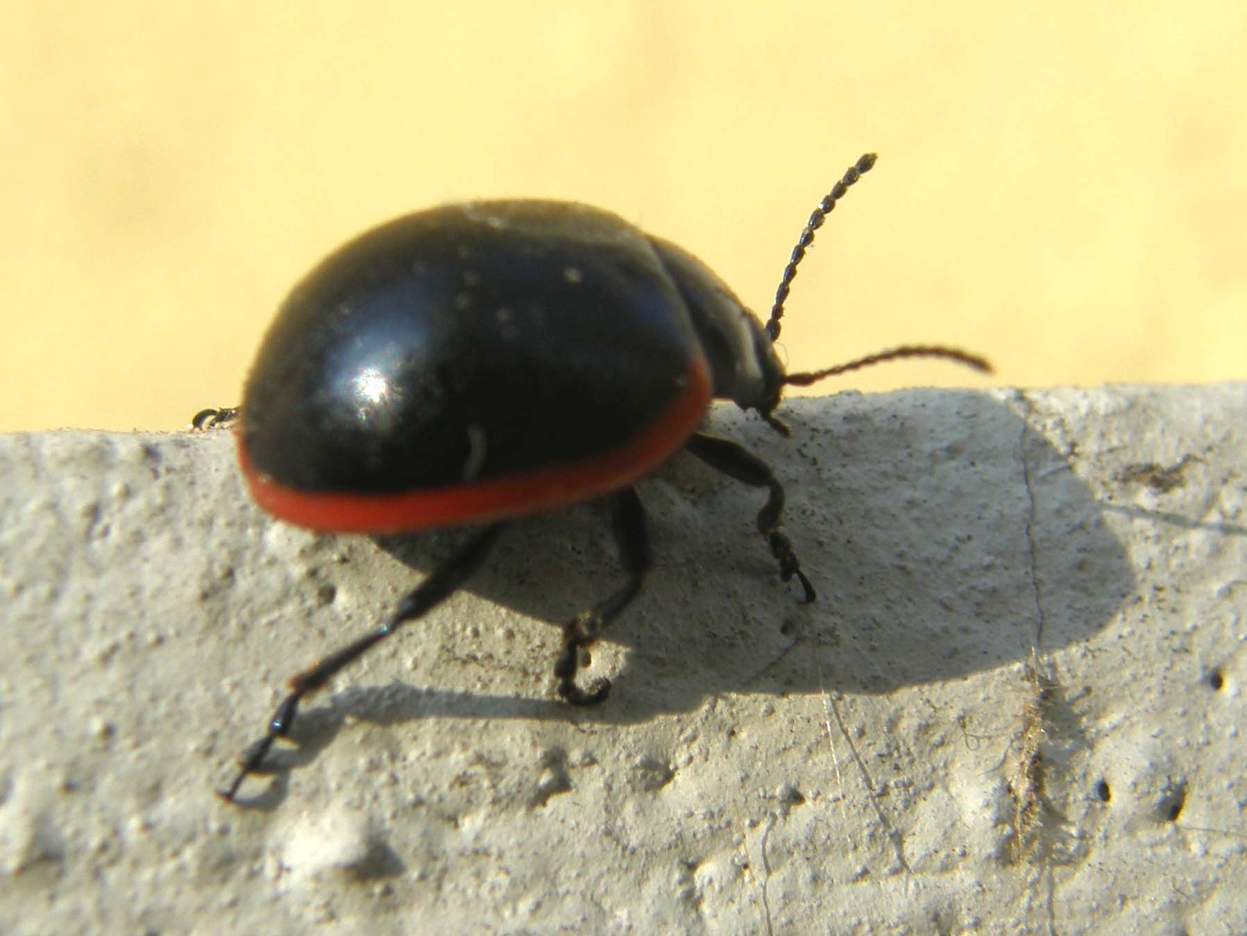 Chrysomelidae da identificare: Chrysolina rossia