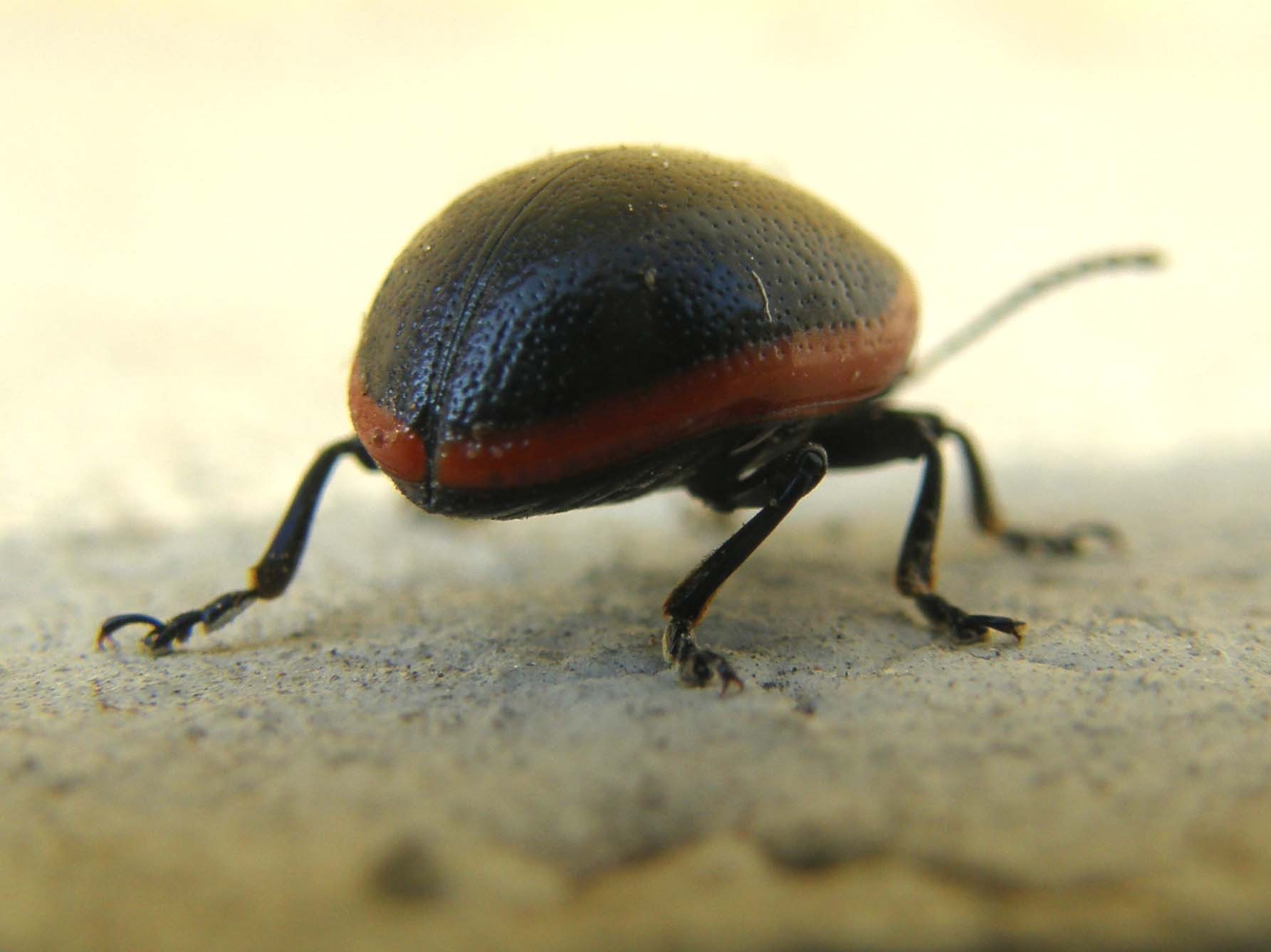 Chrysomelidae da identificare: Chrysolina rossia