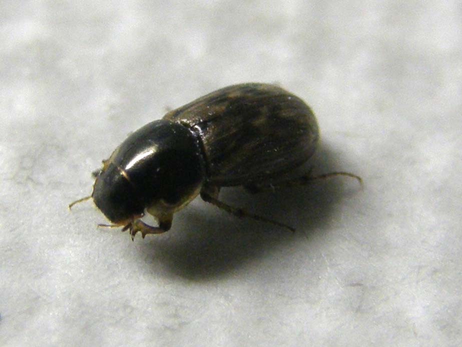 Nimbus johnsoni, Aphodiidae