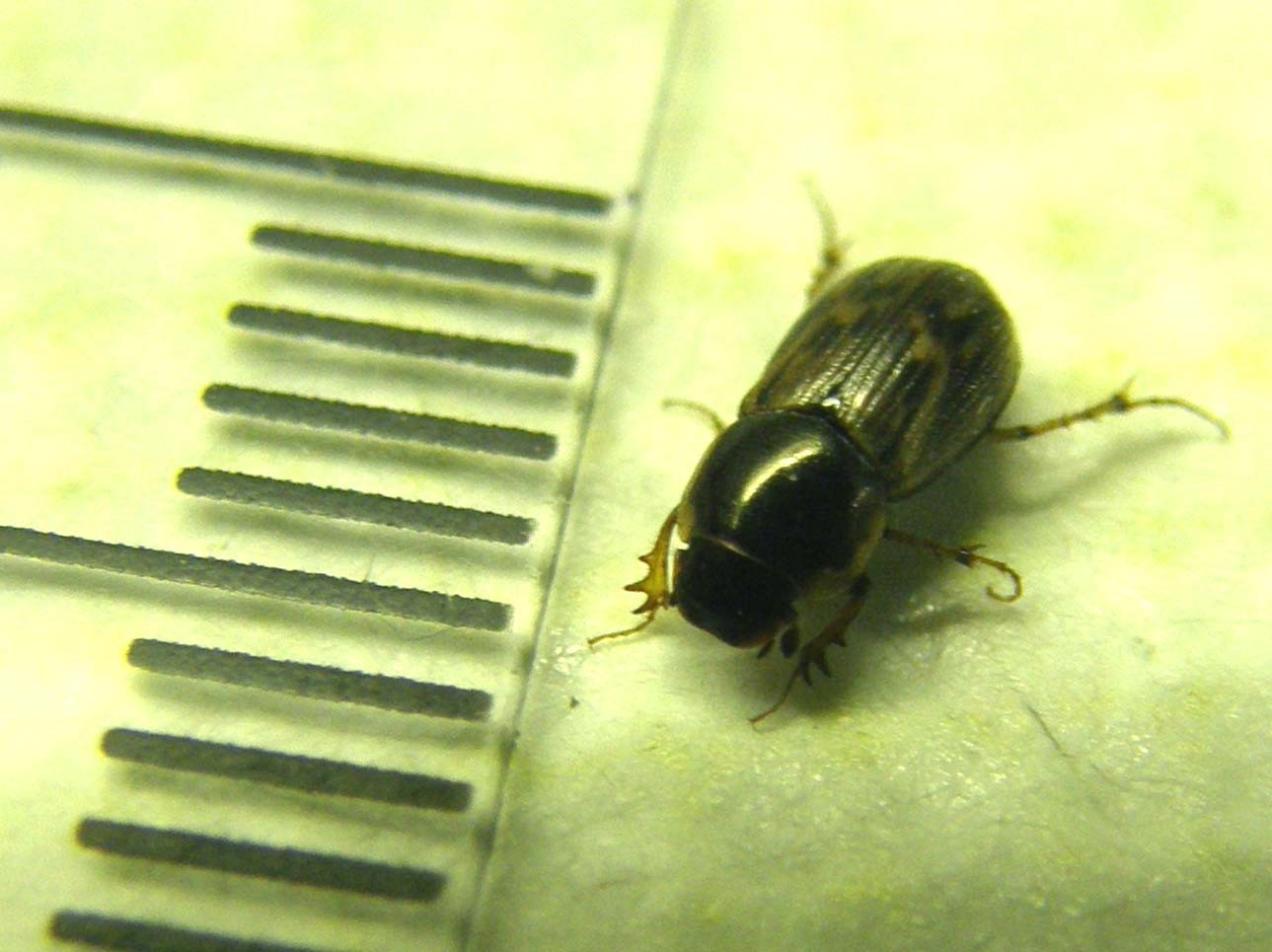 Nimbus johnsoni, Aphodiidae