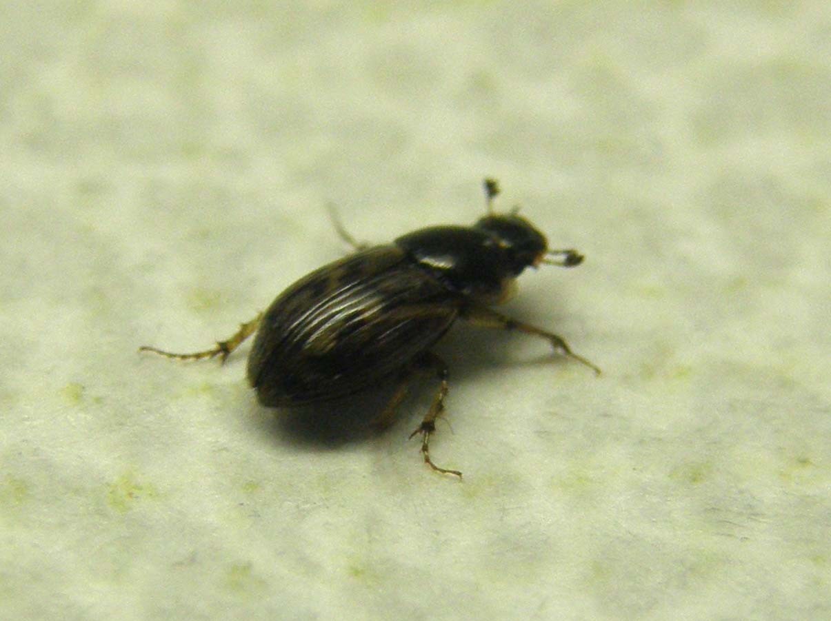 Nimbus johnsoni, Aphodiidae