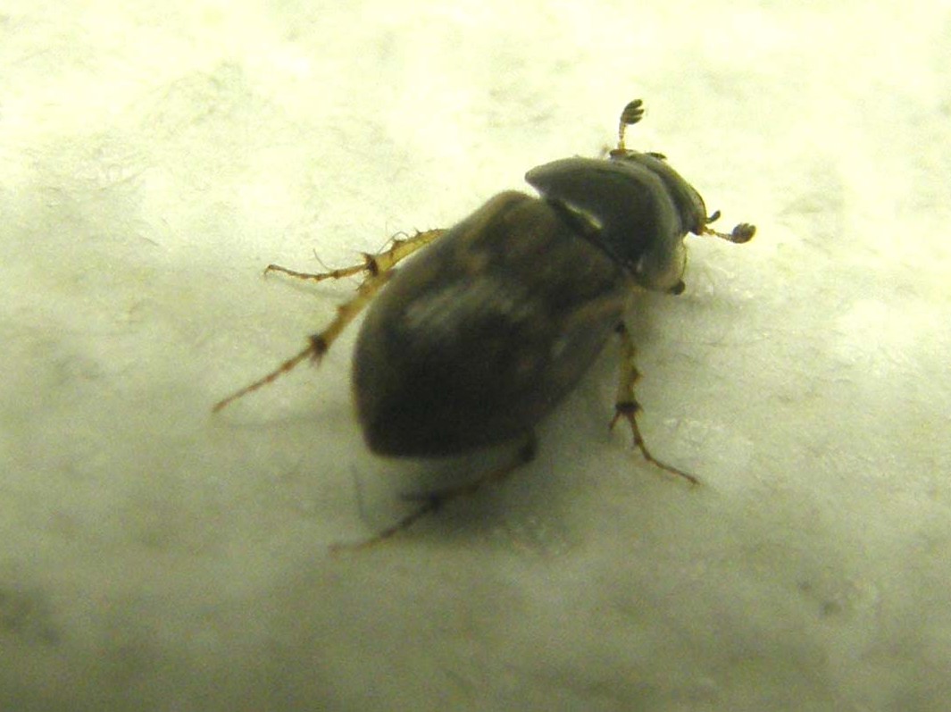 Nimbus johnsoni, Aphodiidae