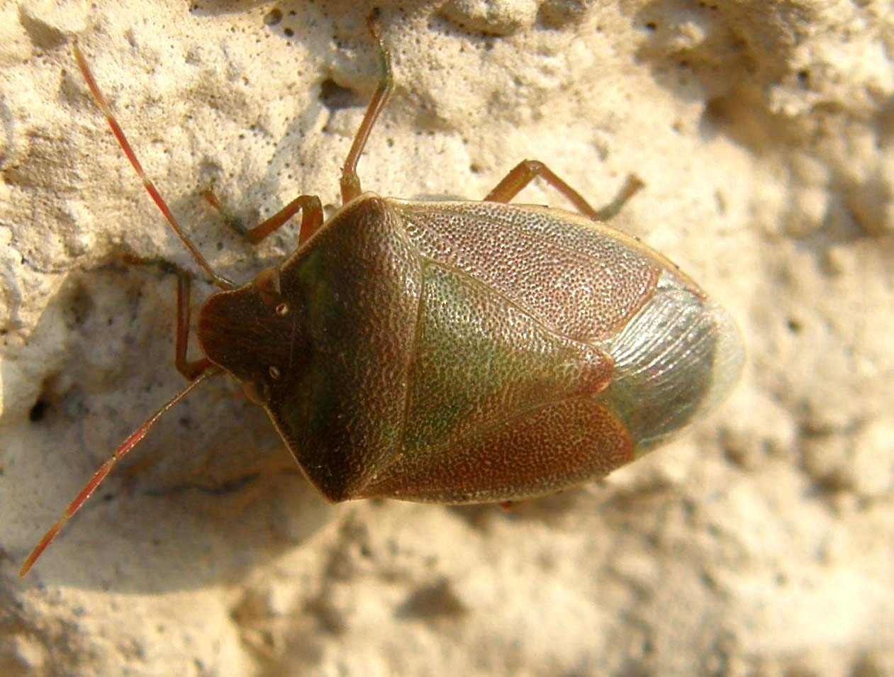 Pentatomidae: Acrosternum heegeri di Milano