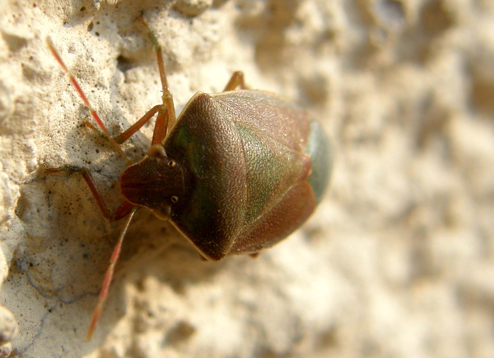 Pentatomidae: Acrosternum heegeri di Milano